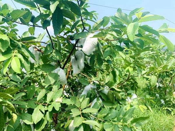 潘<a href='http://m.wuzhouwash.com/guoshuzhongzi/1885.html' target='_blank'>石榴</a>