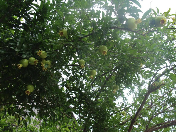 <a href='http://m.wuzhouwash.com/guoshuzhongzi/2175.html' target='_blank'>潘石榴</a>