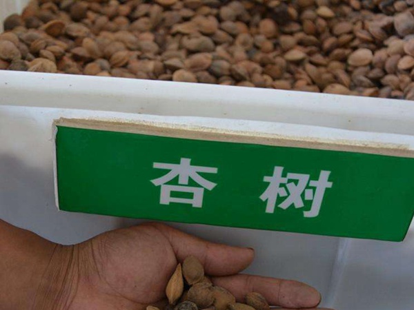 <a href='http://m.wuzhouwash.com/guoshuzhongzi/2123.html' target='_blank'>杏樹</a><a href='http://m.wuzhouwash.com/' target='_blank'>種子</a>