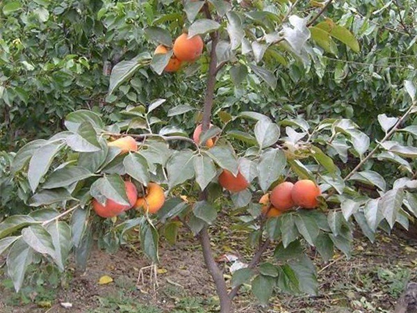 <a href='http://m.wuzhouwash.com/guoshuzhongzi/1878.html' target='_blank'>柿樹(shù)種子</a>