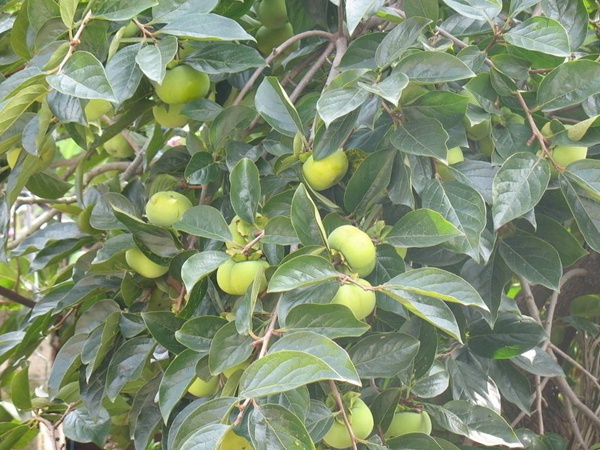 柿樹(shù)<a href='http://m.wuzhouwash.com/' target='_blank'>種子</a>