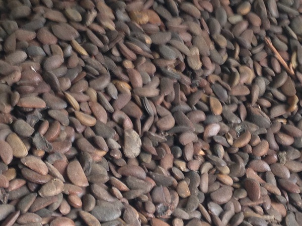 <a href='http://m.wuzhouwash.com/guoshuzhongzi/1878.html' target='_blank'>柿樹(shù)種子</a>