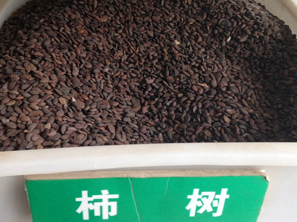 柿樹(shù)<a href='http://m.wuzhouwash.com/' target='_blank'>種子</a>