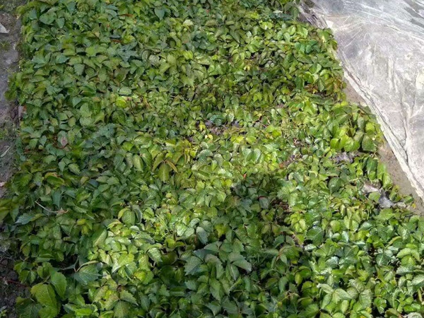 <a href='http://m.wuzhouwash.com/linmuzhongzi/2188.html' target='_blank'>油麻藤</a>