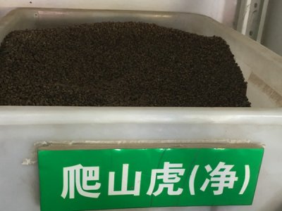 爬山虎種子