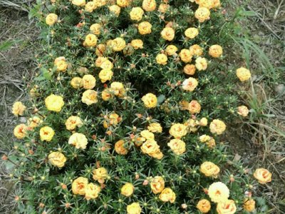 太陽(yáng)花種子