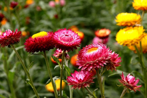 <a href='http://m.wuzhouwash.com/caohuazhongzi/16046.html' target='_blank'>麥桿菊</a>
