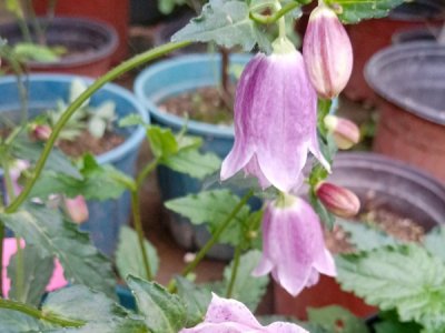 風鈴草種子