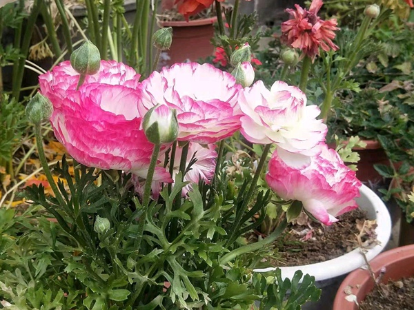 <a href='http://m.wuzhouwash.com/caohuazhongzi/16052.html' target='_blank'>花毛茛</a>