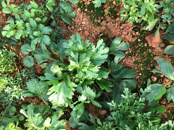 花毛茛