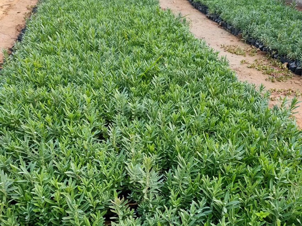 薰衣草種苗