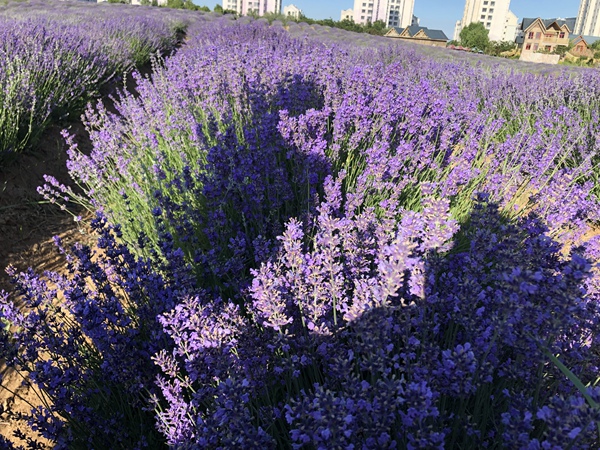 薰衣草種苗