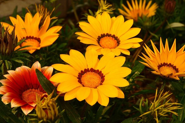 <a href='http://m.wuzhouwash.com/caohuazhongzi/16053.html' target='_blank'>勛章菊</a>