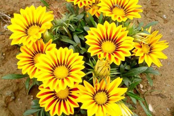 <a href='http://m.wuzhouwash.com/caohuazhongzi/16053.html' target='_blank'>勛章菊</a>