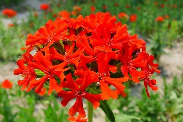<a href='http://m.wuzhouwash.com/caohuazhongzi/16308.html' target='_blank'>剪秋羅</a>