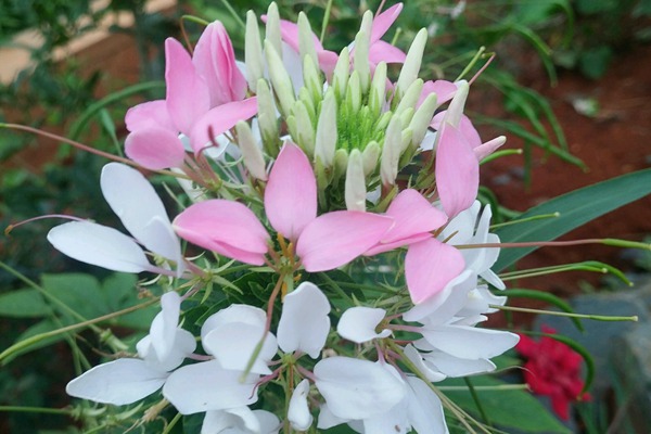 <a href='http://m.wuzhouwash.com/caohuazhongzi/16533.html' target='_blank'>醉碟花</a>