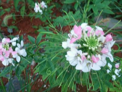 醉碟花種子