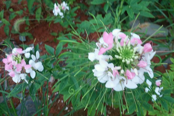 <a href='http://m.wuzhouwash.com/caohuazhongzi/16533.html' target='_blank'>醉碟花</a>