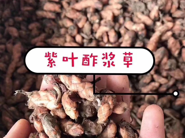 紫葉酢漿草