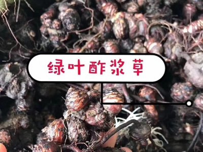 綠葉酢漿草種球