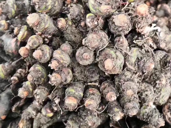 綠葉酢漿草