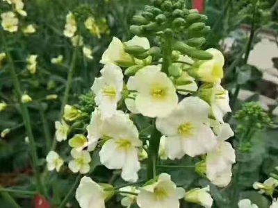 觀賞油菜花種子