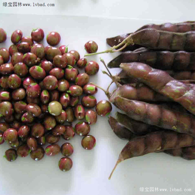 <a href='http://m.wuzhouwash.com/linmuzhongzi/22337.html' target='_blank'>木豆種子</a>