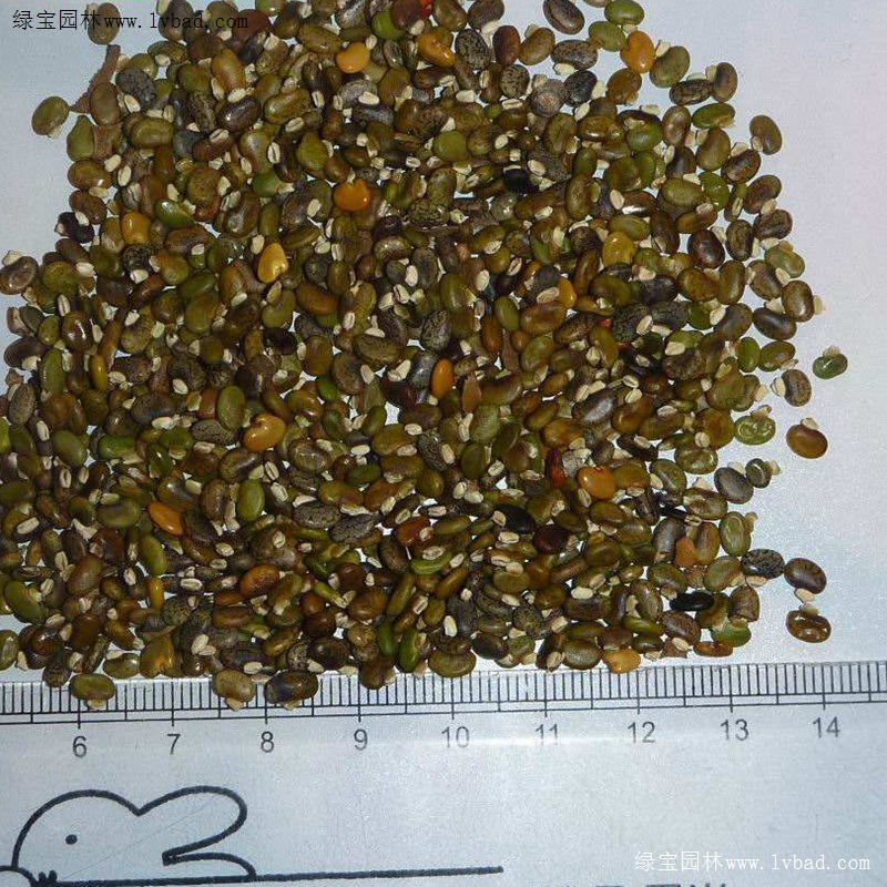 <a href='http://m.wuzhouwash.com/linmuzhongzi/22339.html' target='_blank'>山毛豆</a>