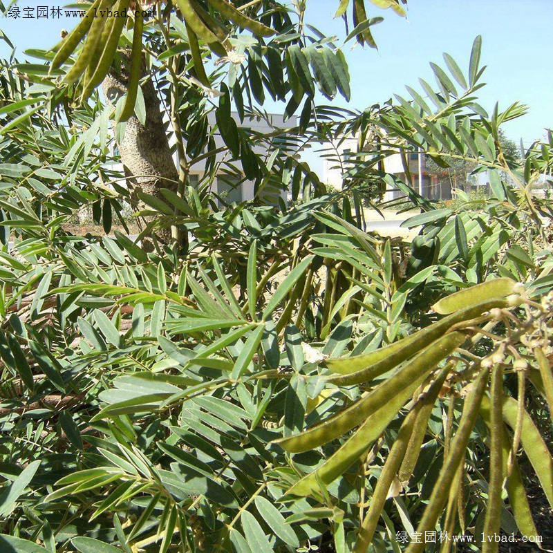 <a href='http://m.wuzhouwash.com/linmuzhongzi/22339.html' target='_blank'>山毛豆</a>