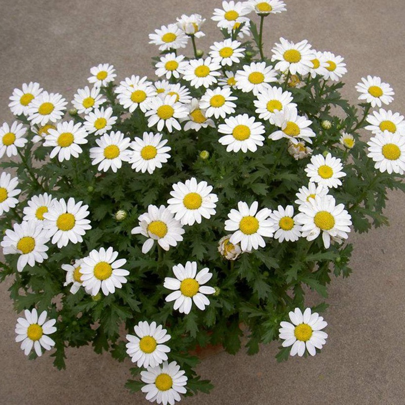 <a href='http://m.wuzhouwash.com/caohuazhongzi/23058.html' target='_blank'>白晶菊</a><a href='http://m.wuzhouwash.com/' target='_blank'>種子</a>