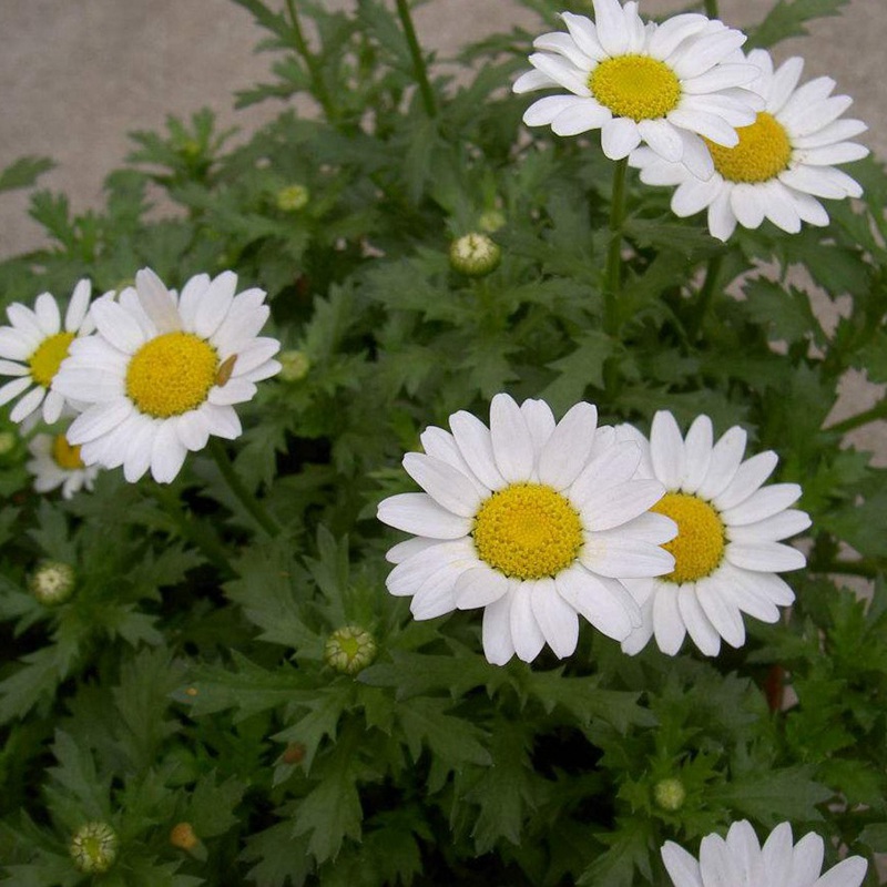 白晶菊<a href='http://m.wuzhouwash.com/' target='_blank'>種子</a>