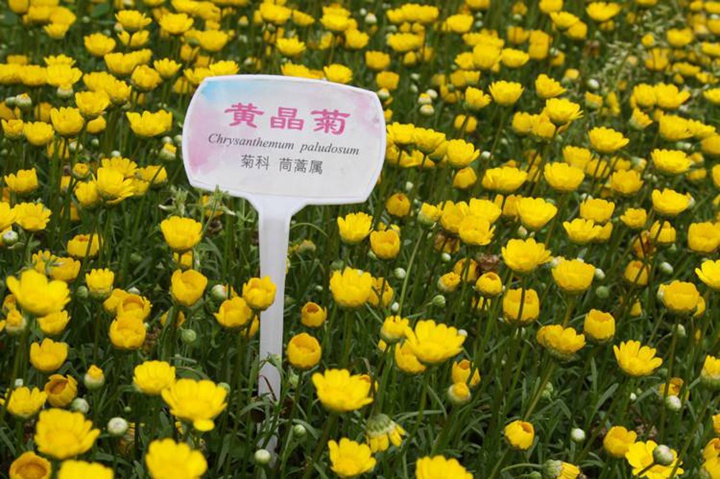 黃晶菊