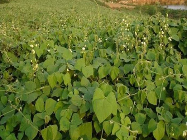 <a href='http://m.wuzhouwash.com/mucaozhongzi/23270.html' target='_blank'>拉巴豆種子</a>
