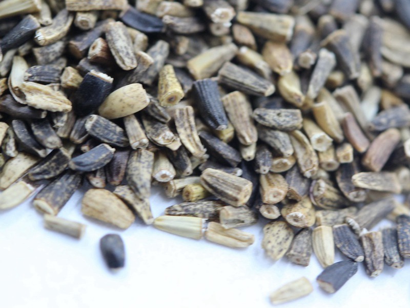 <a href='http://m.wuzhouwash.com/mucaozhongzi/23271.html' target='_blank'>進口菊苣種子</a>