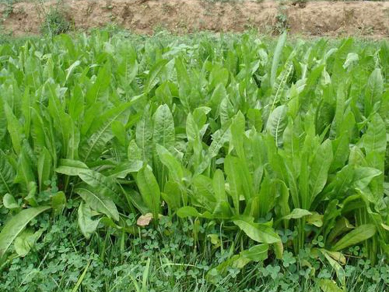 進口菊苣<a href='http://m.wuzhouwash.com/' target='_blank'>種子</a>