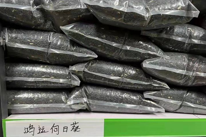 <a href='http://m.wuzhouwash.com/caohuazhongzi/43360.html' target='_blank'>鴻運(yùn)向日葵</a>