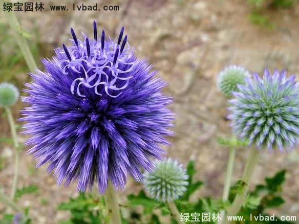 藍(lán)刺頭花卉藍(lán)色草本多年生植物