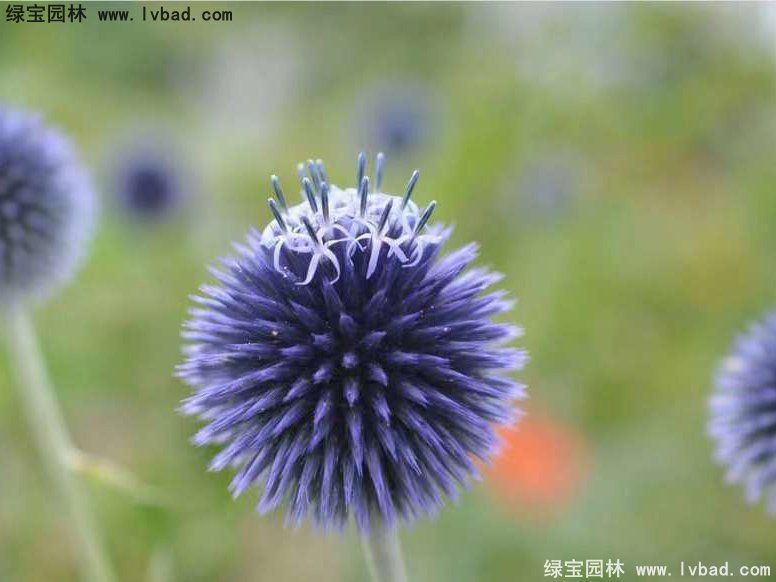 藍(lán)刺頭花卉藍(lán)色草本多年生植物