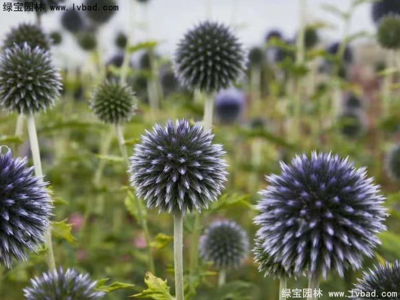 藍(lán)刺頭花卉藍(lán)色草本多年生植物
