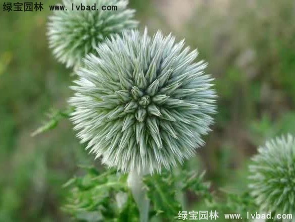 藍(lán)刺頭花卉藍(lán)色草本多年生植物