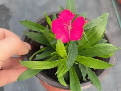 常夏石竹容器苗