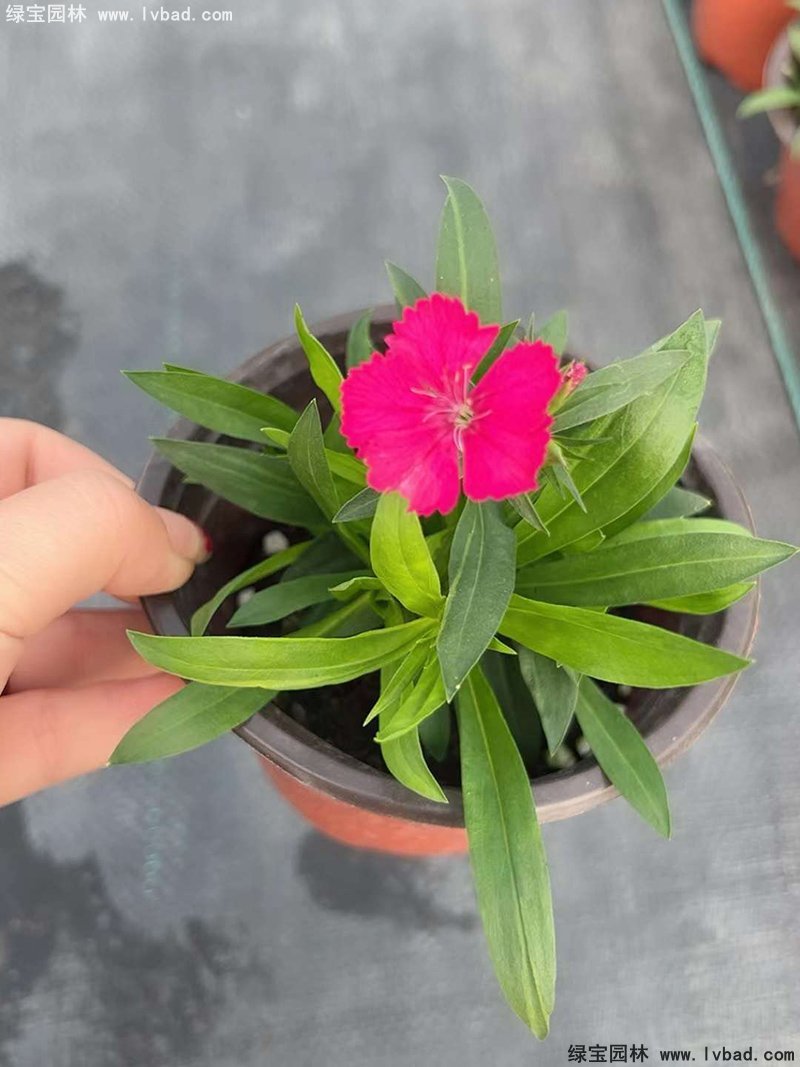 <a href='http://m.wuzhouwash.com/caohuazhongzi/1030.html' target='_blank'>常夏石竹</a>花苗盆栽花鏡草本花卉