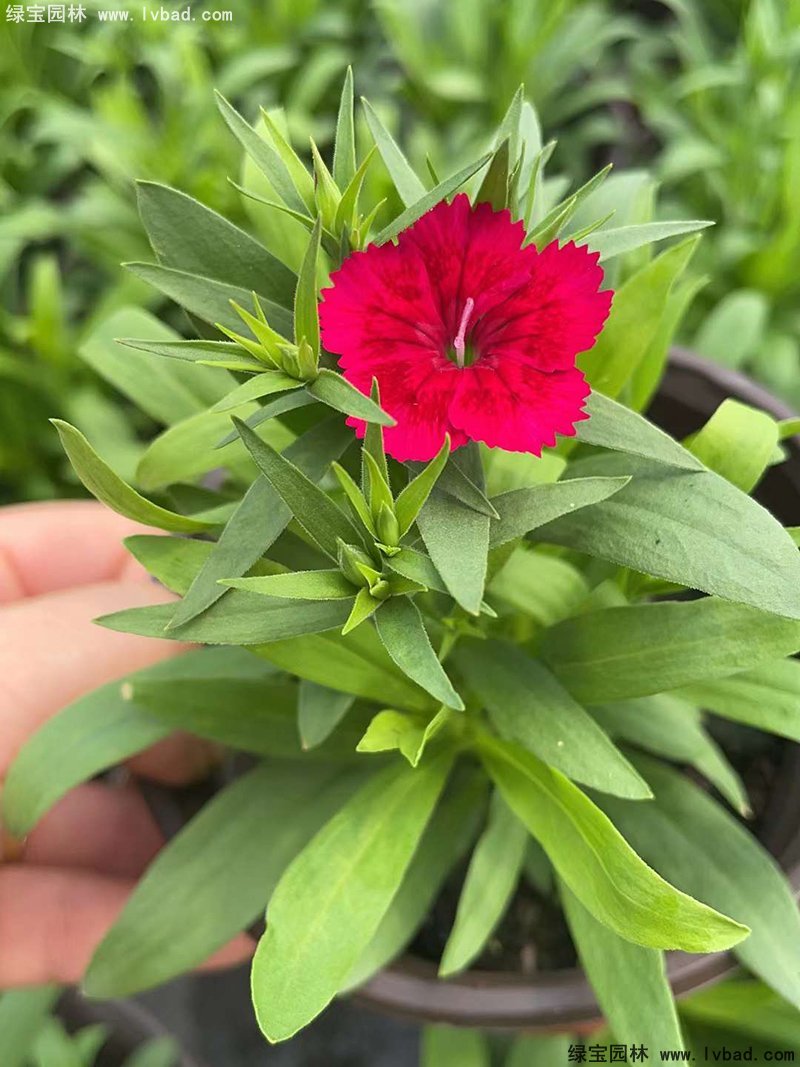 <a href='http://m.wuzhouwash.com/caohuazhongzi/1030.html' target='_blank'>常夏石竹</a>花苗盆栽花鏡草本花卉