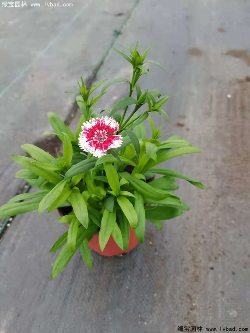 常夏<a href='http://m.wuzhouwash.com/caohuazhongzi/97045.html' target='_blank'>石竹</a>花苗盆栽花鏡草本花卉