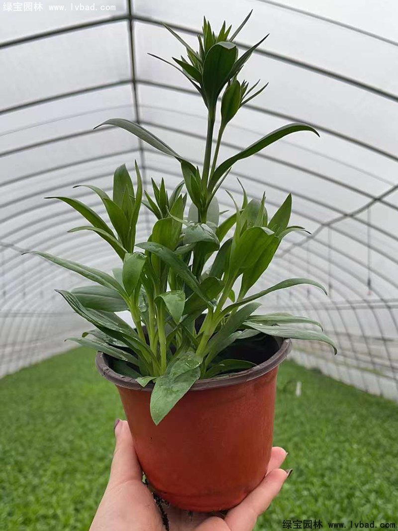 常夏石竹花苗盆栽花鏡草本花卉