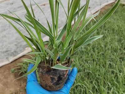 玉帶草容器苗