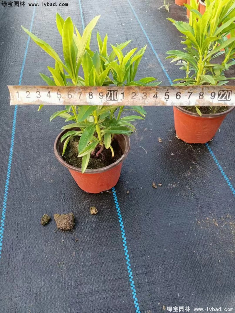 假龍頭花苗盆栽花鏡觀花植物多年生草本雙色盆120
