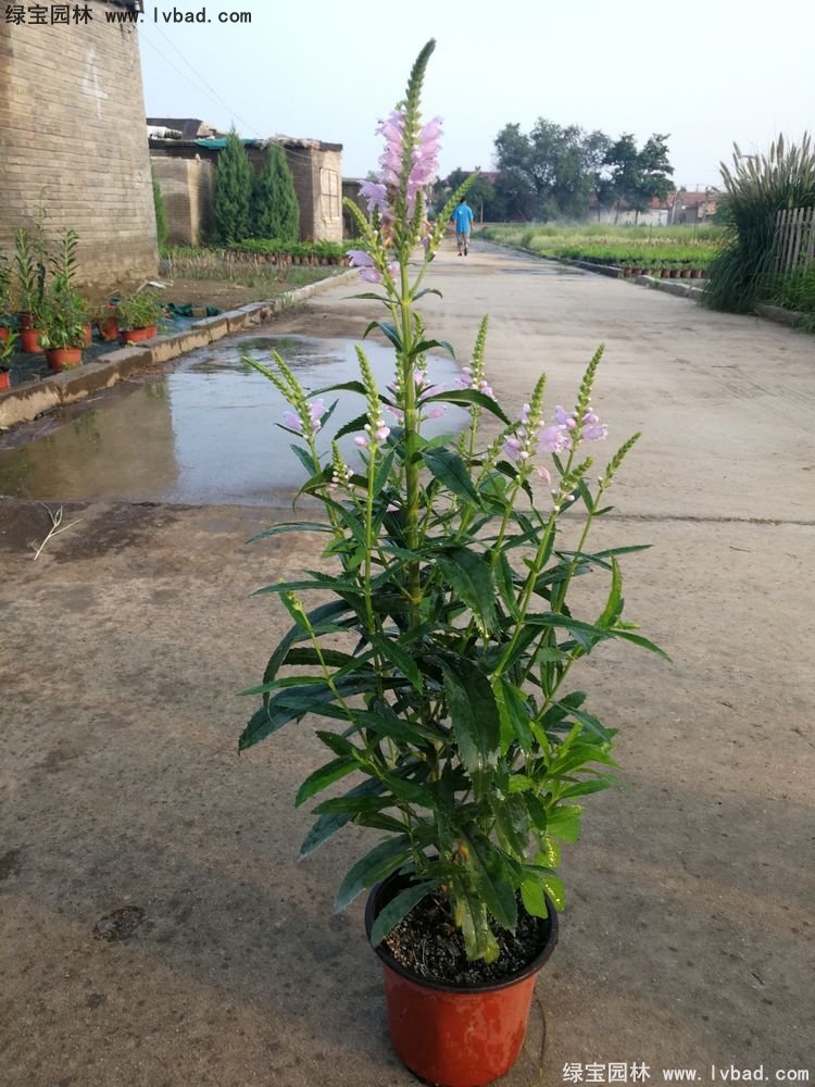 假龍頭花苗盆栽花鏡觀花植物多年生草本雙色盆120
