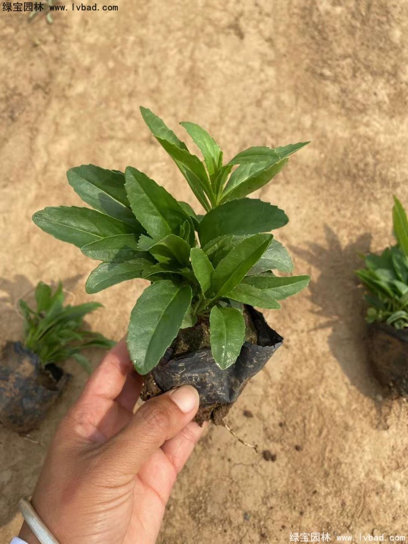 假龍頭花苗盆栽花鏡觀花植物多年生草本