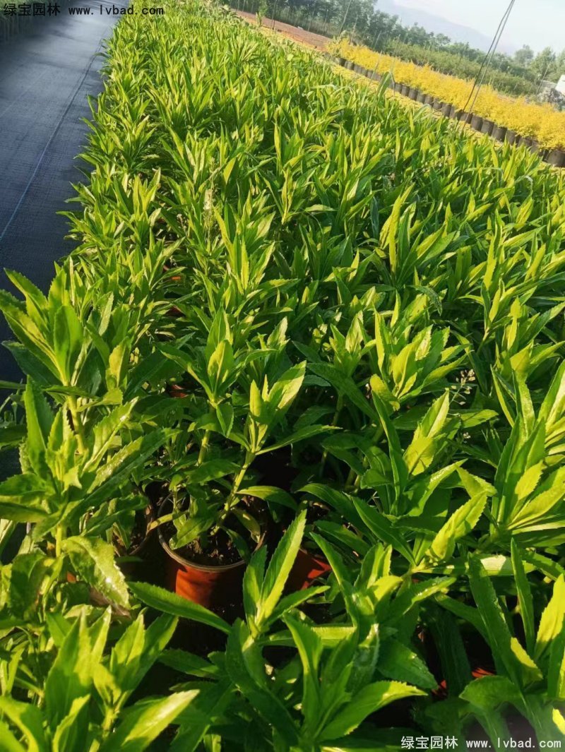 假龍頭花苗盆栽花鏡觀花植物多年生草本雙色盆120